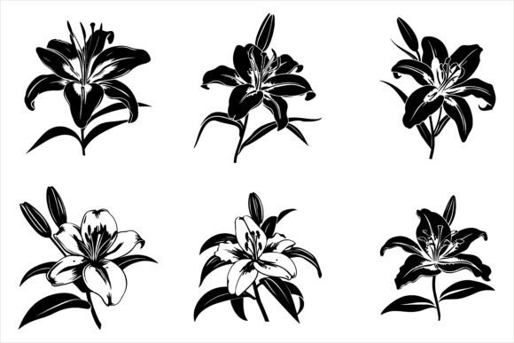 Download Lily Flower Silhouette Vector - Premium Bundle